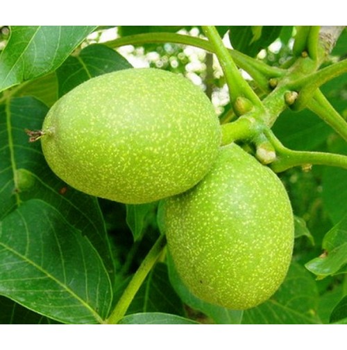 Franquette Ceviz Fidanı Franquette Ceviz Fidanı